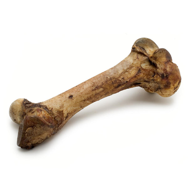 Bone